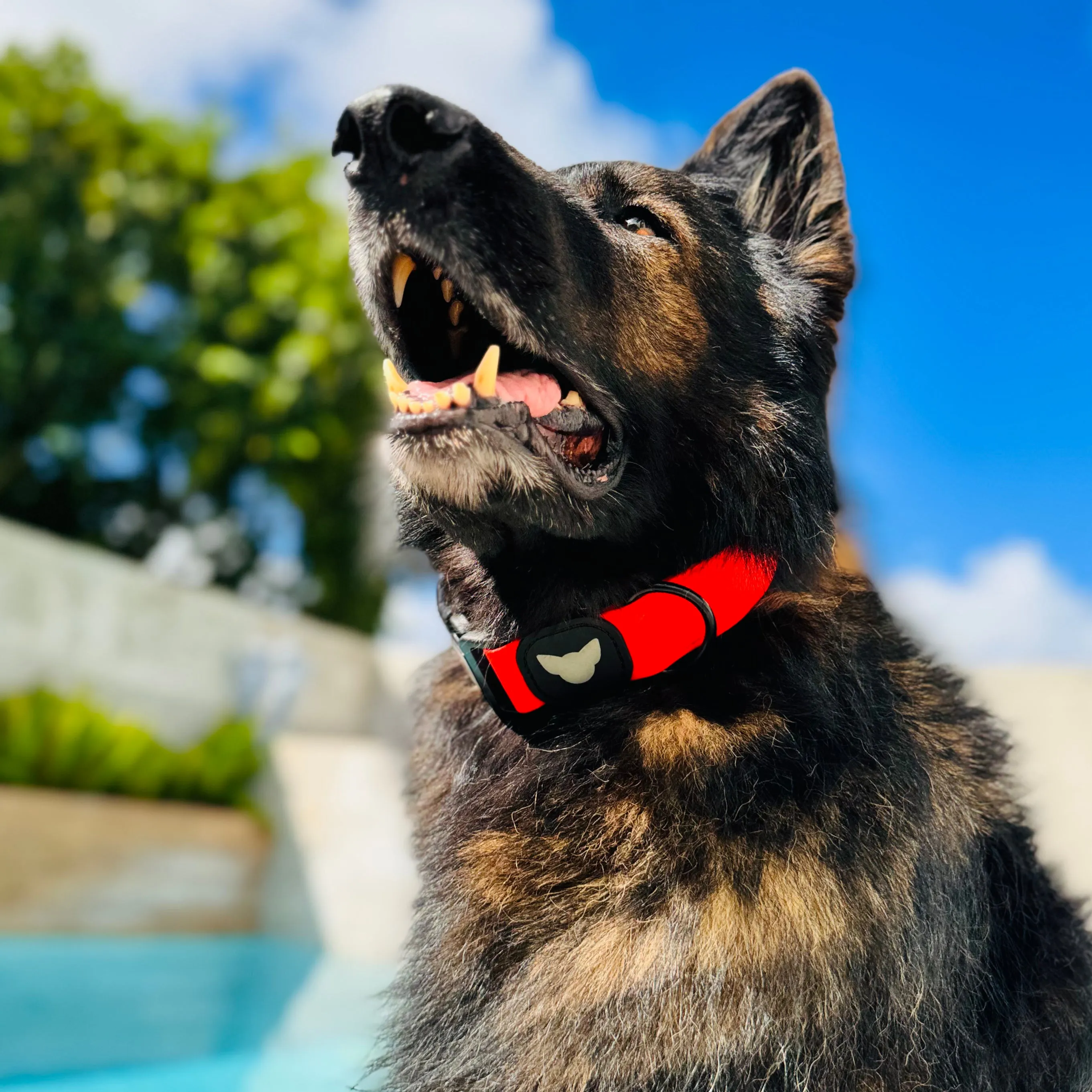 Titan Trek Collar – Durable 1.5" Wide Dog Collar | Adventure Proof